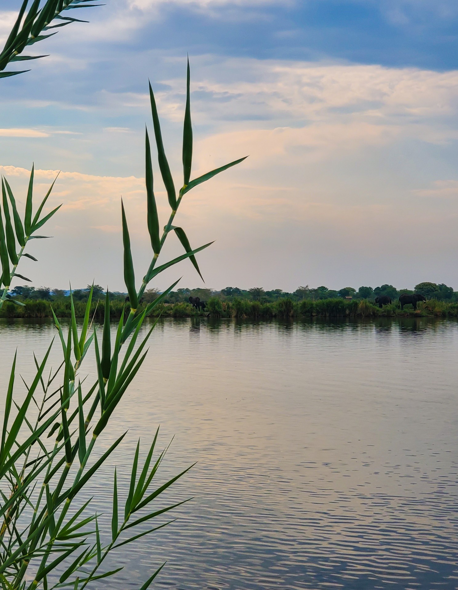 In the foreground, a fern-like frond stands out against a background of a lake awash with yellow and pink light at sunset in Malawi