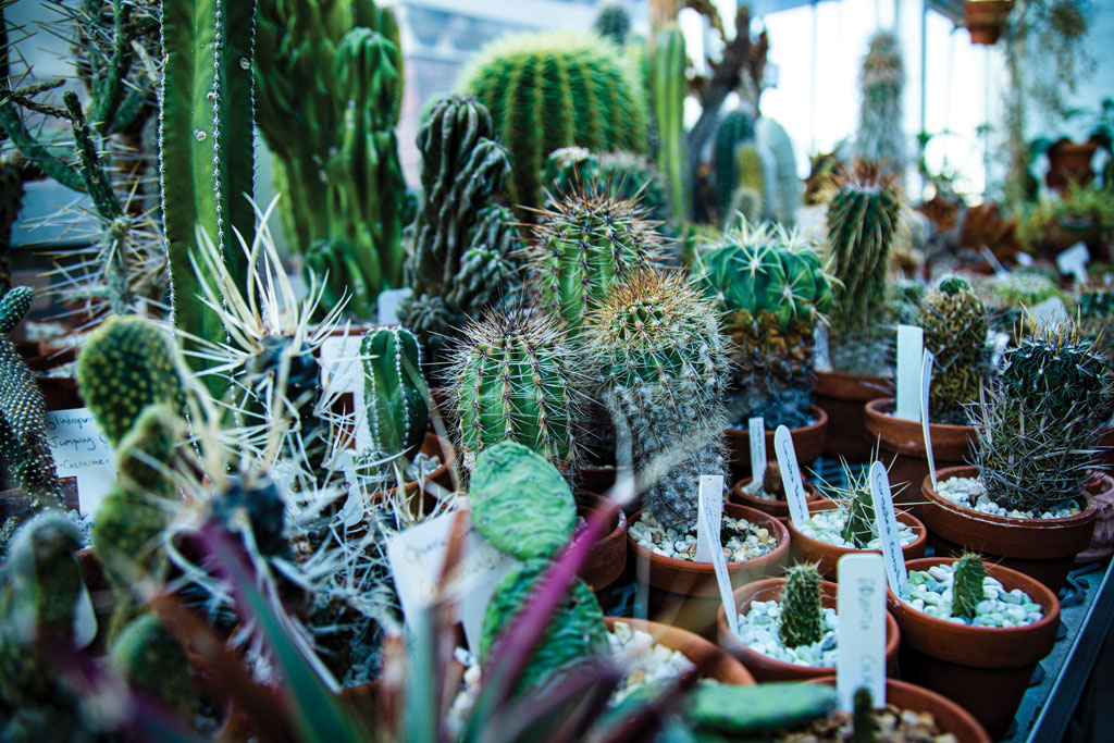 Barnard Greenhouse plants