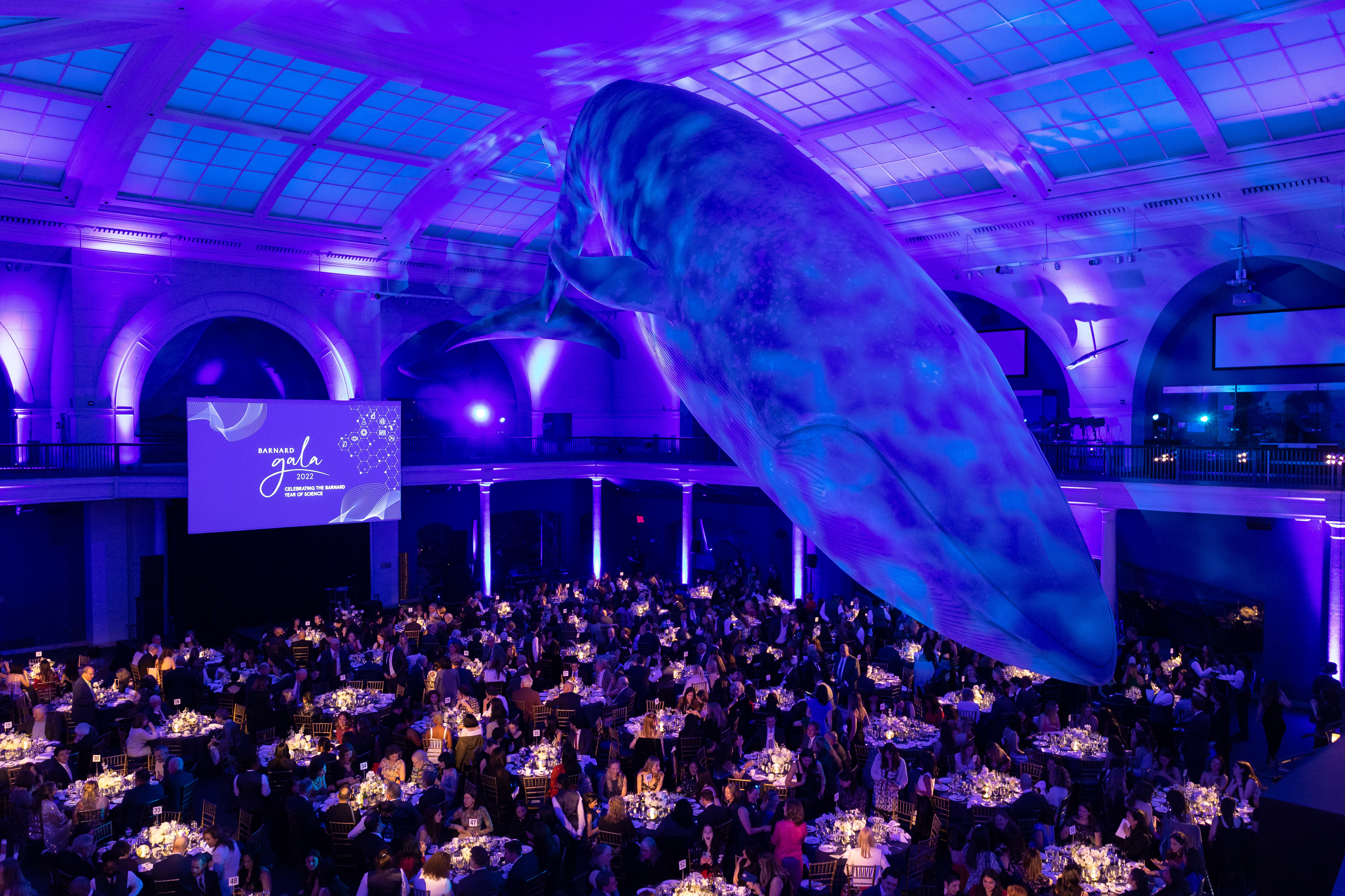 Gala Whale