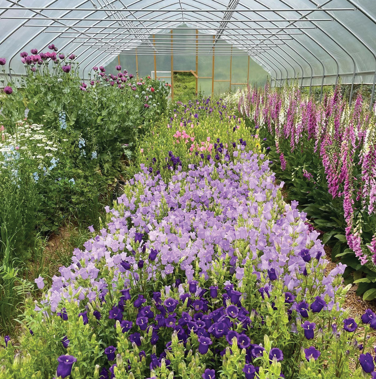 Sweet peas in a greenhouse