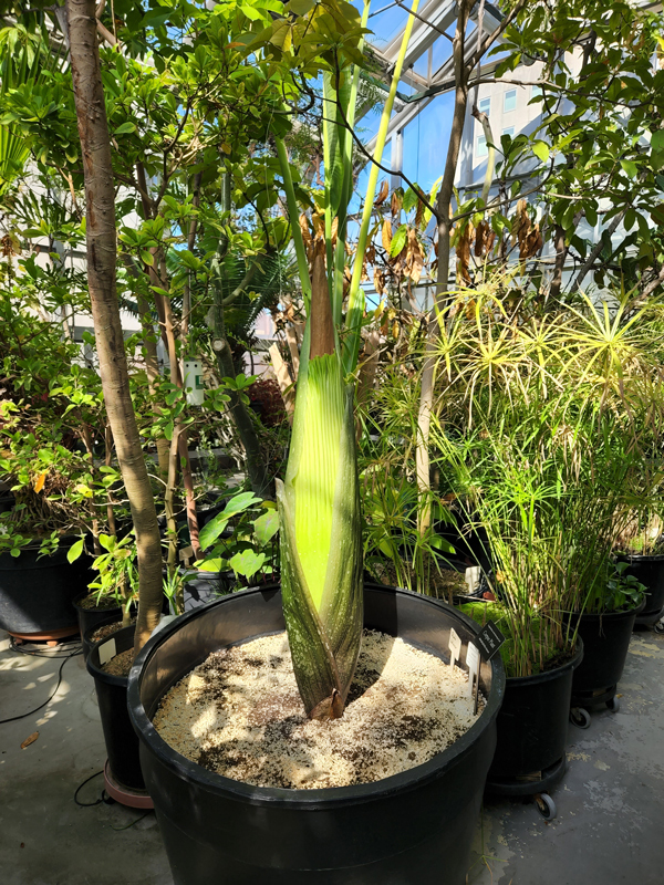 Corpse-flower-062822.jpg 