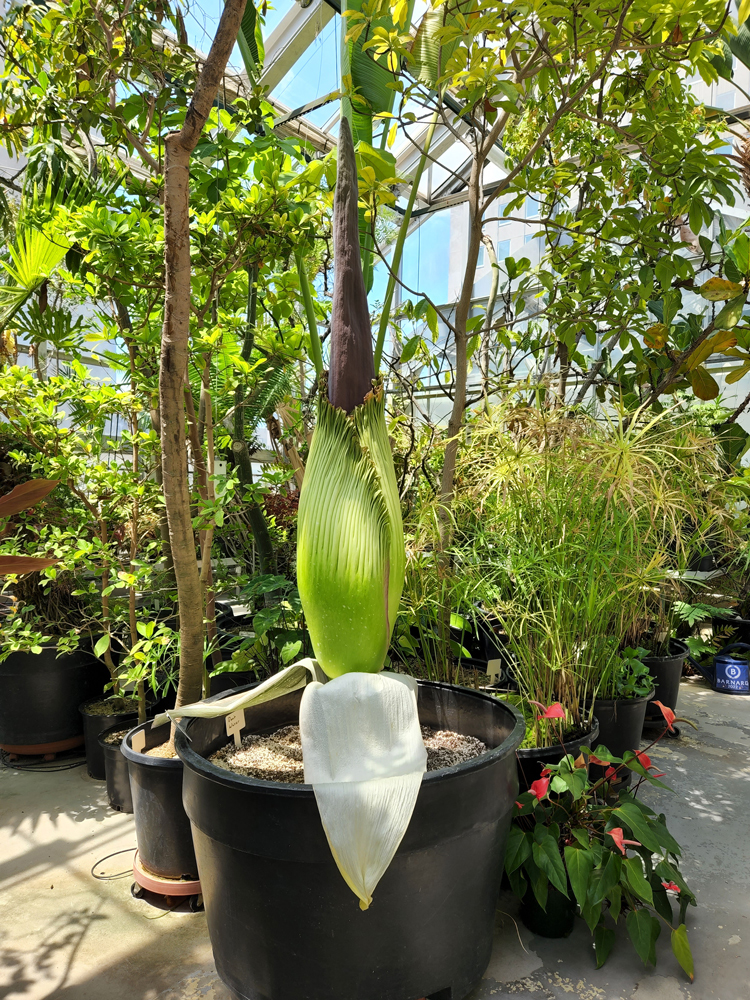 Corpse-flower-070322.jpg 