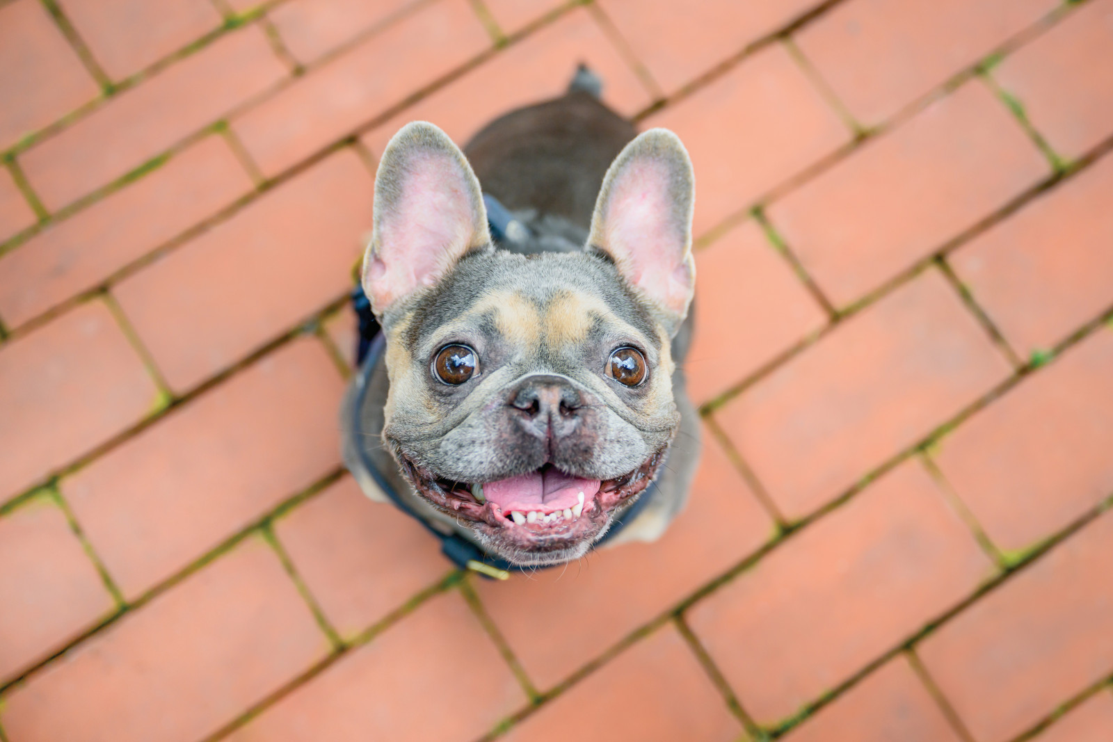 dog named stella looking up with tongue out