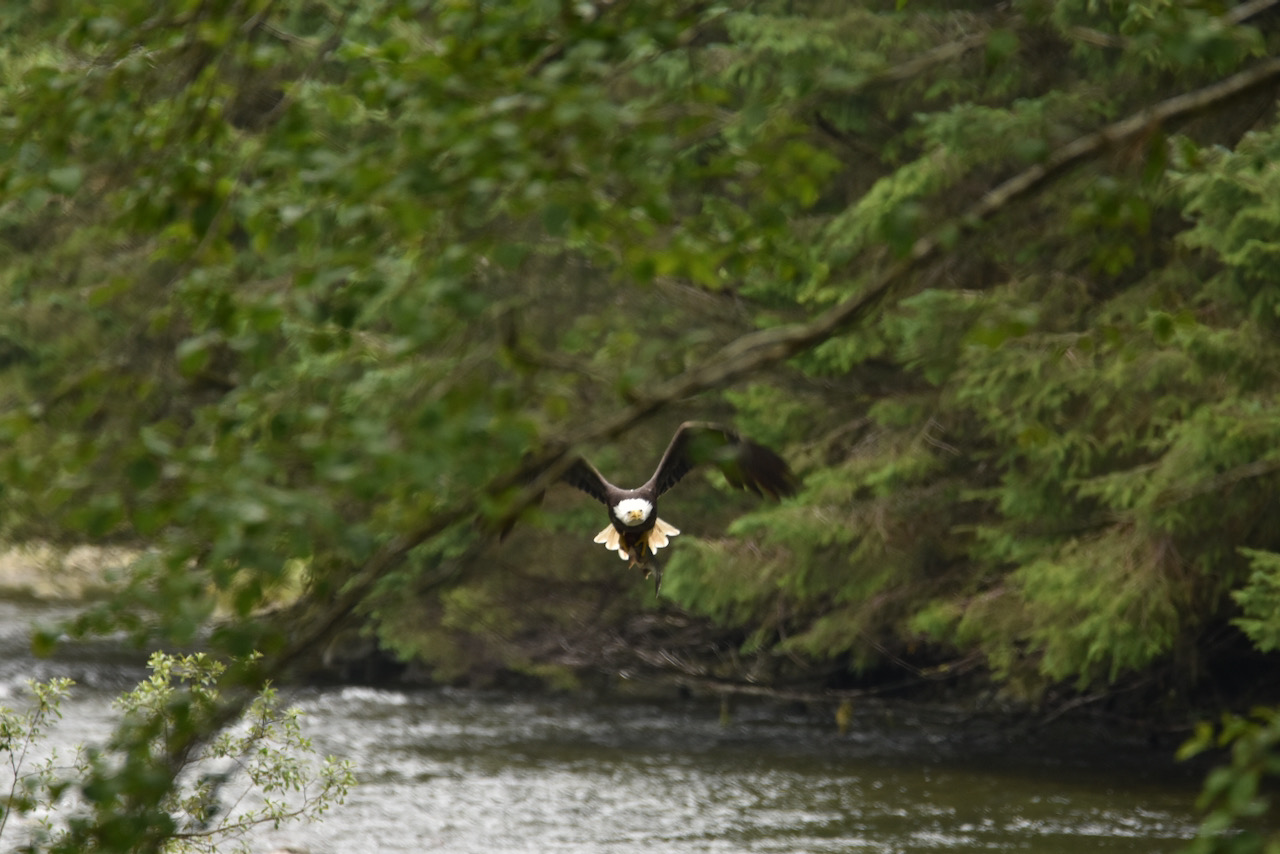 Amy Zavadil eagle