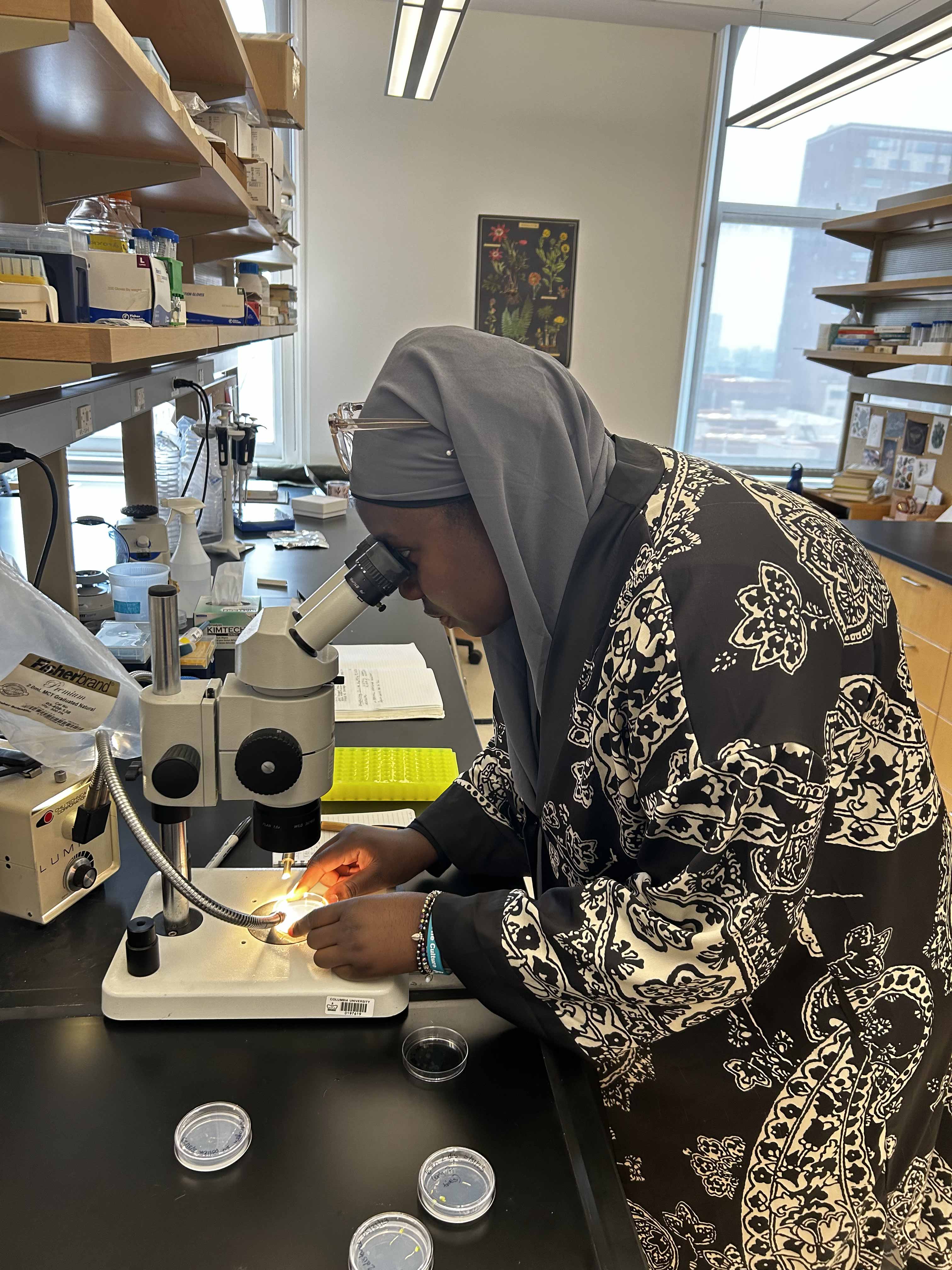 Asstan peers at pollen tubes through a microscope