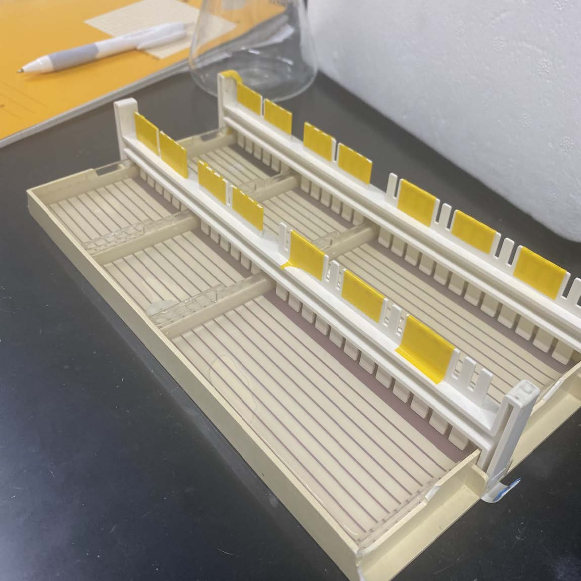 Ellie's agarose gel