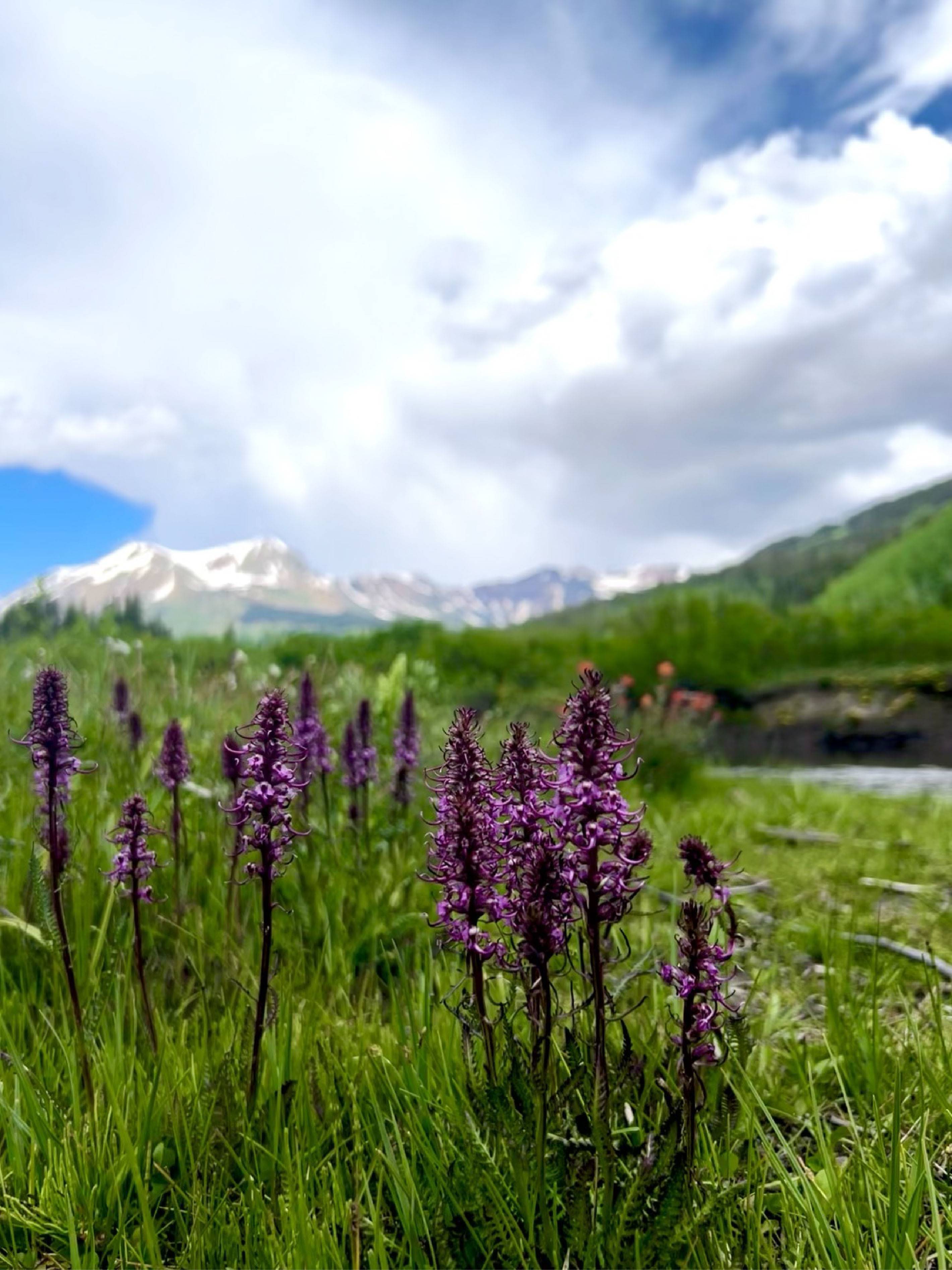 Purple pedicularis groenlandica flowers