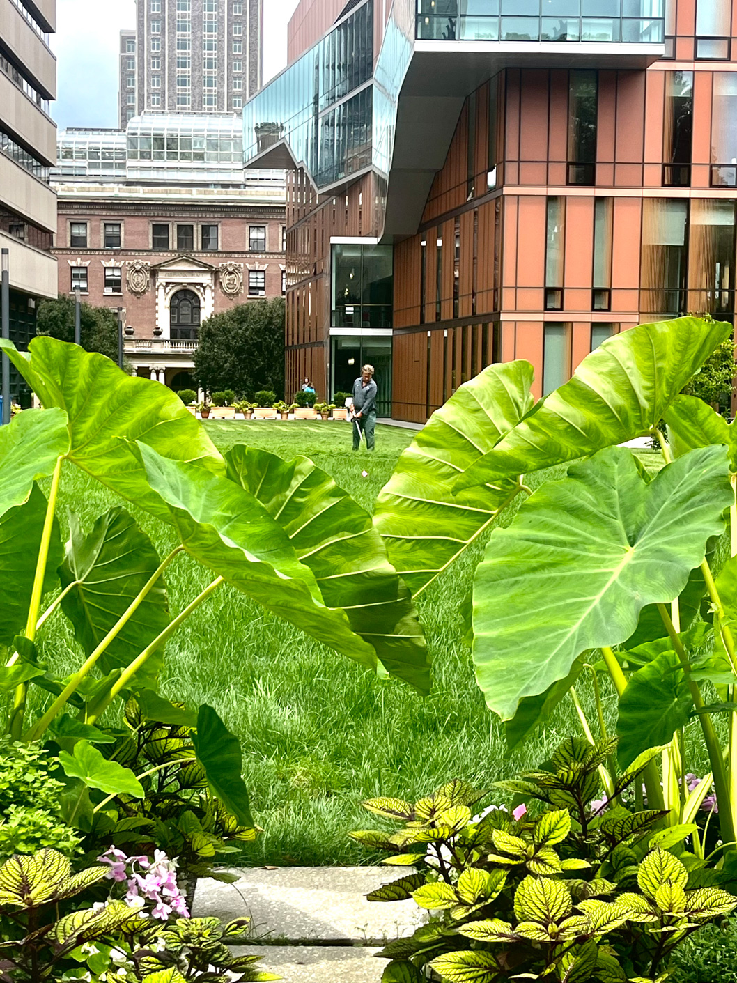 Long shot of campus through plant life and Milstein