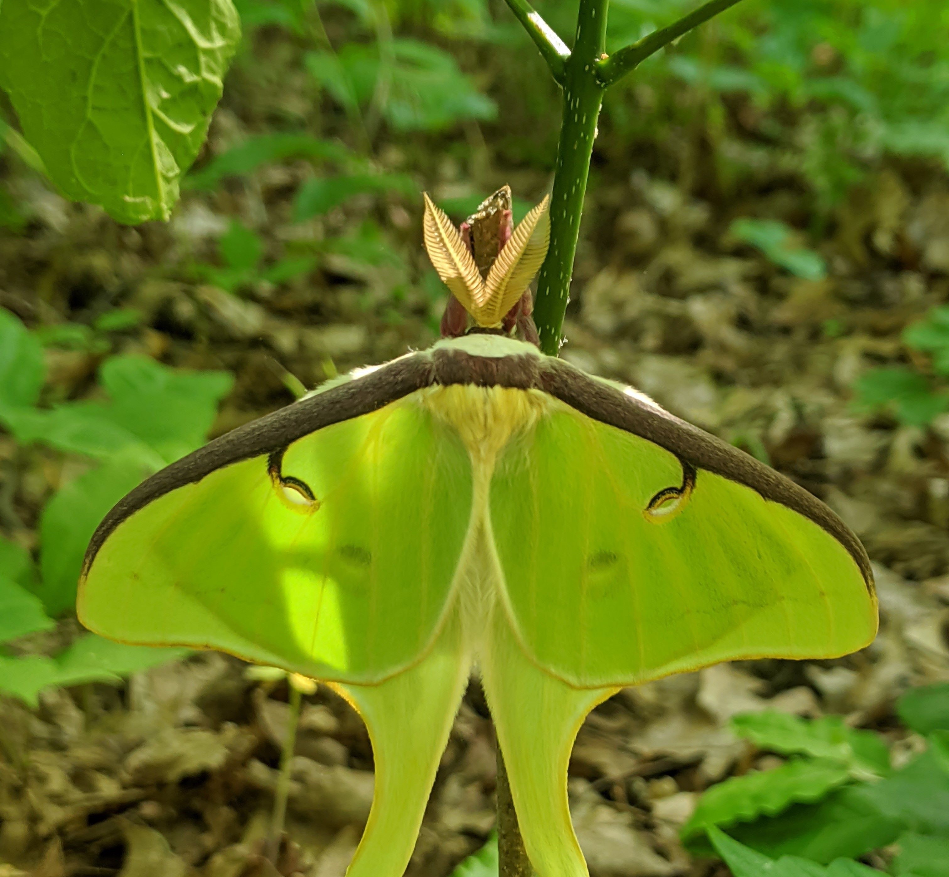 Luna Moth photo by Deniz Ertem '23