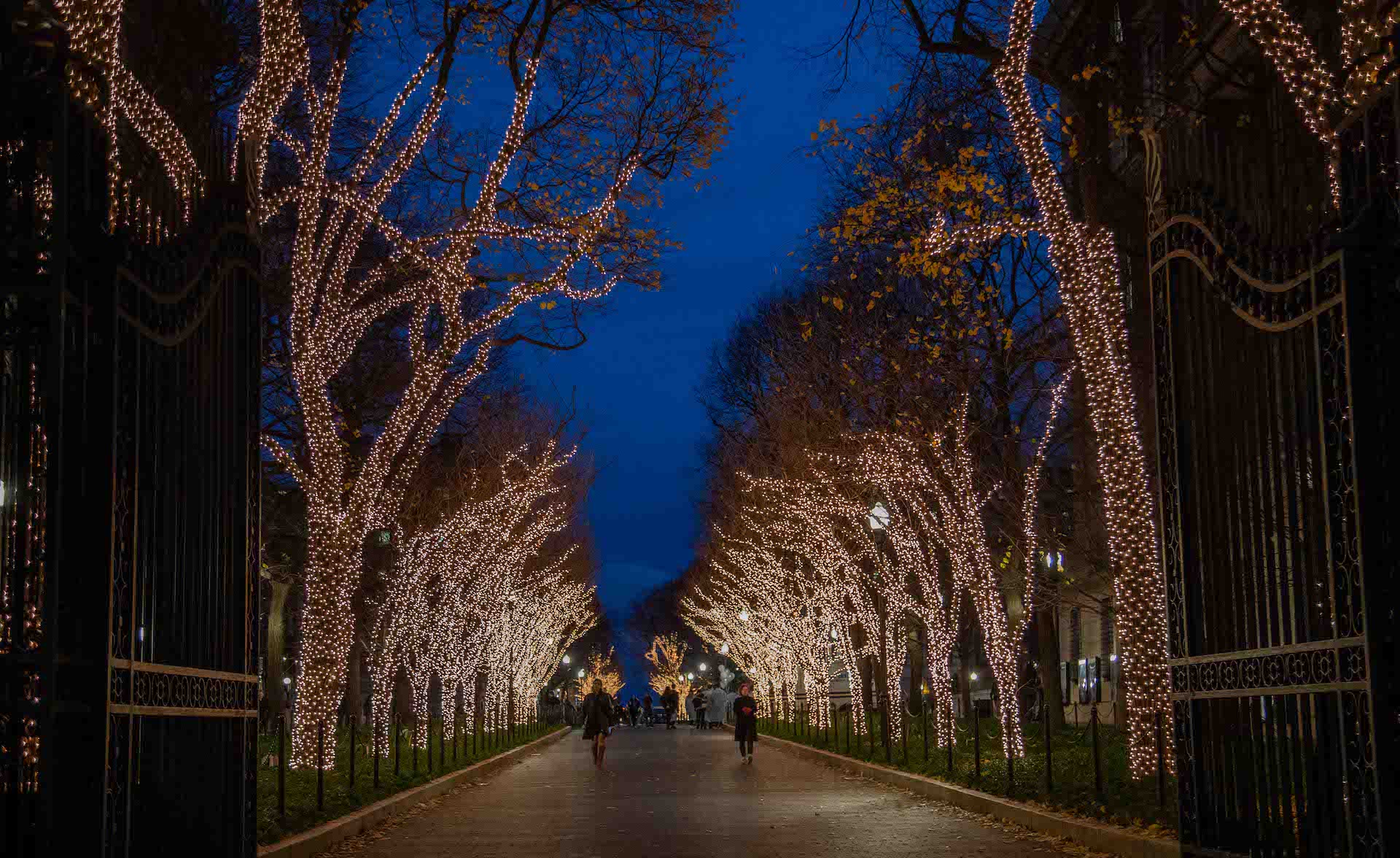 College Walk Columbia white lights on trees