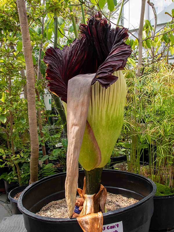 Corpse flower opens