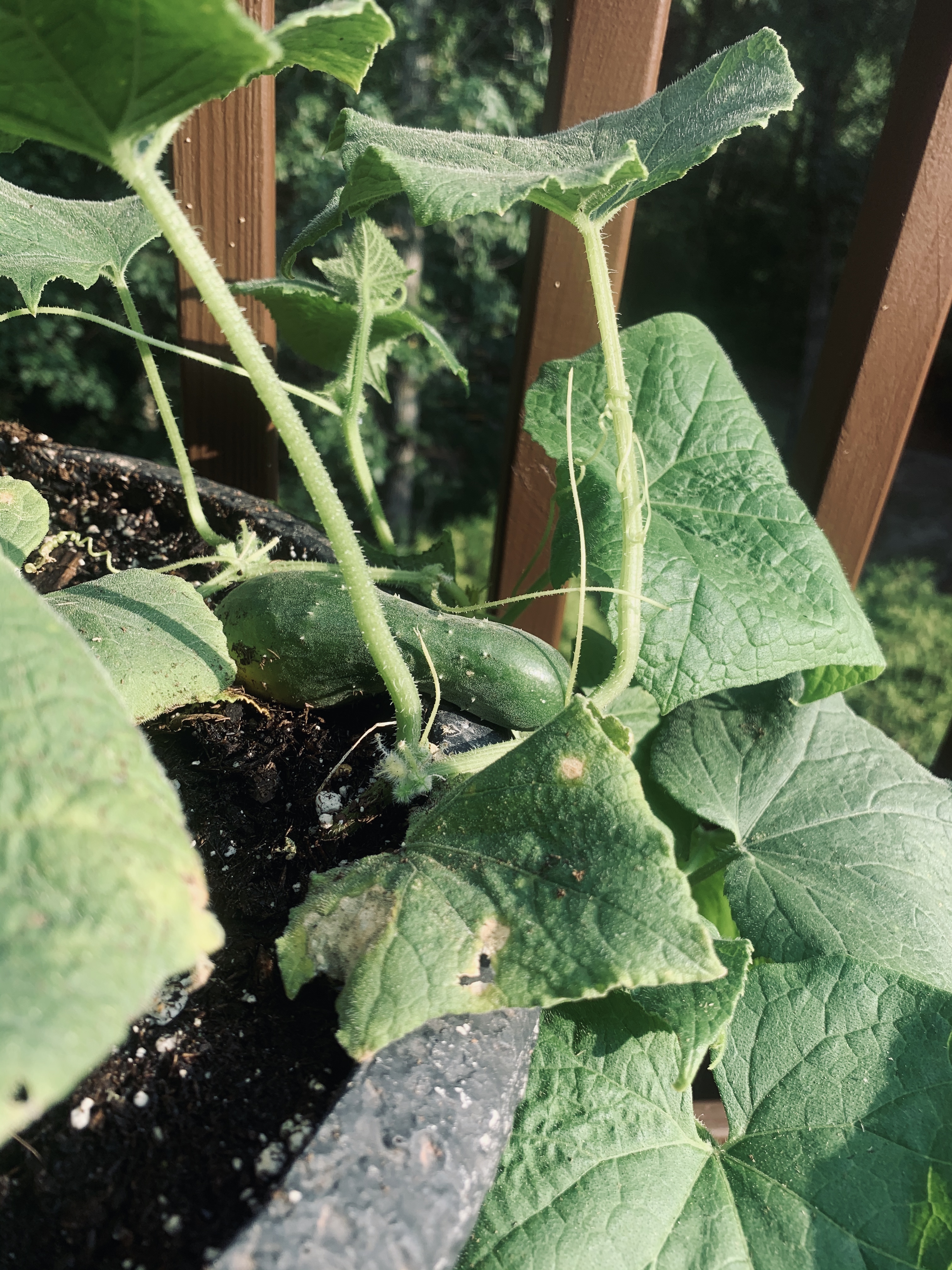 Close up shot of plant leaves and tiny cucumber