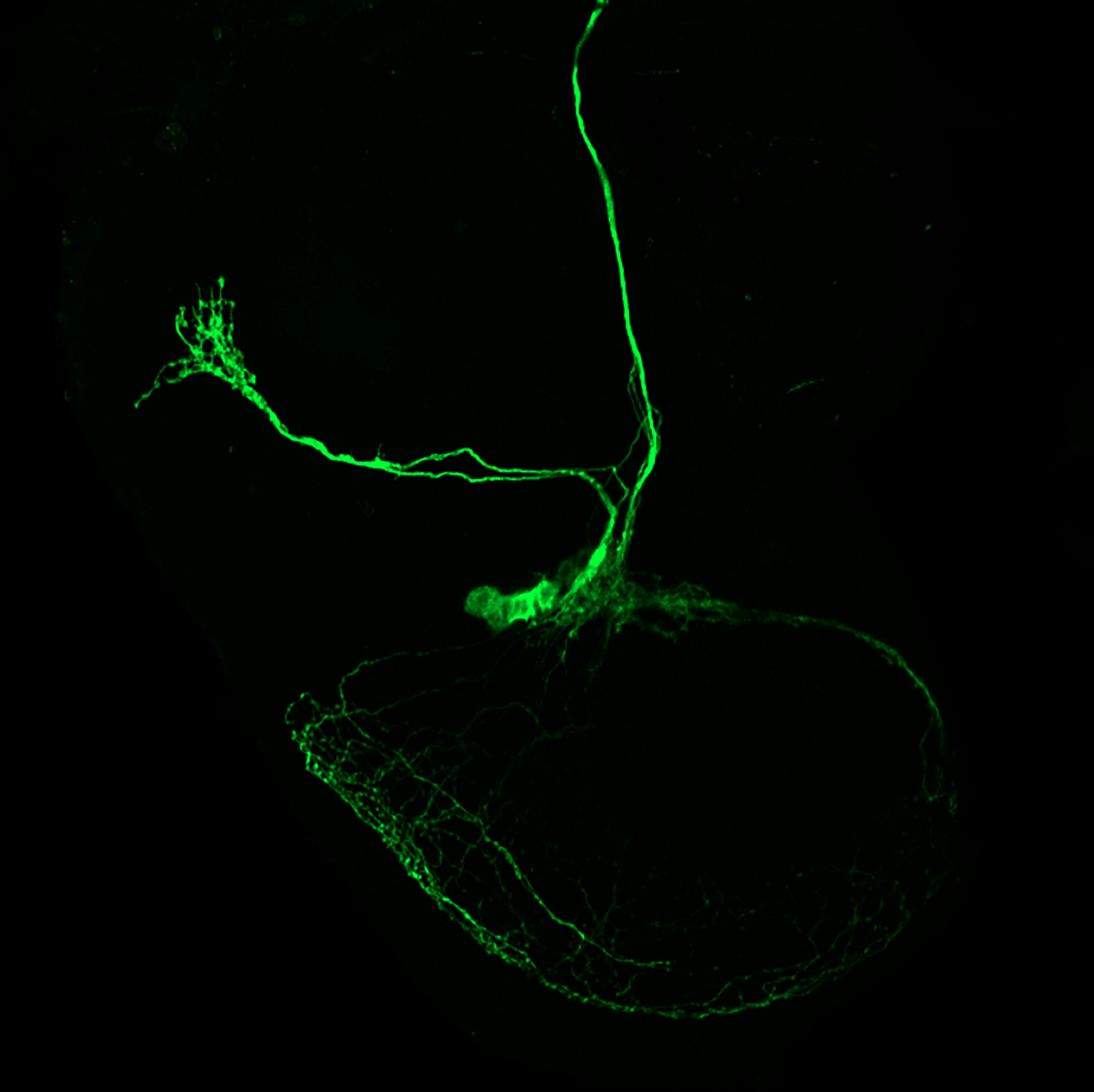 Fruit fly brain scans