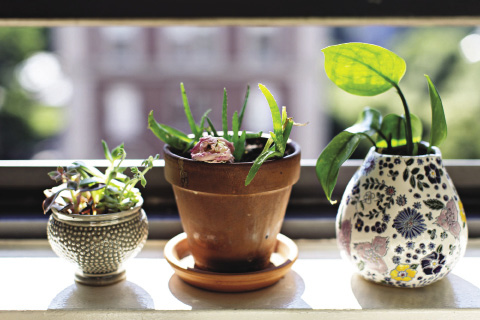 plants on a window ledge