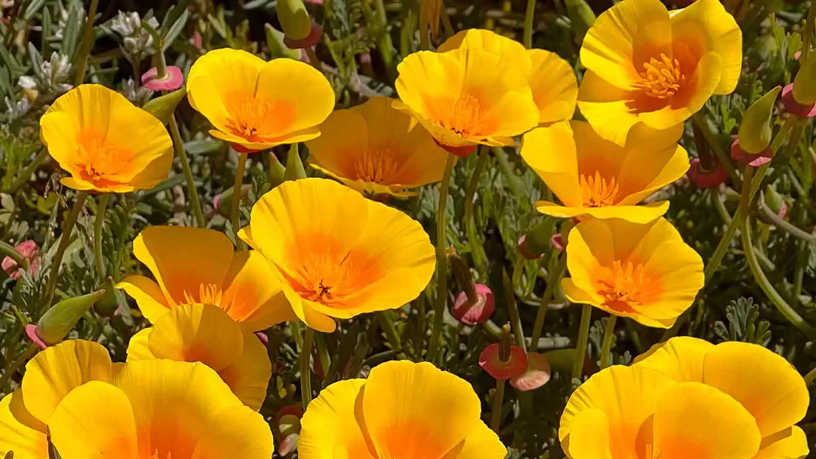 California Poppies