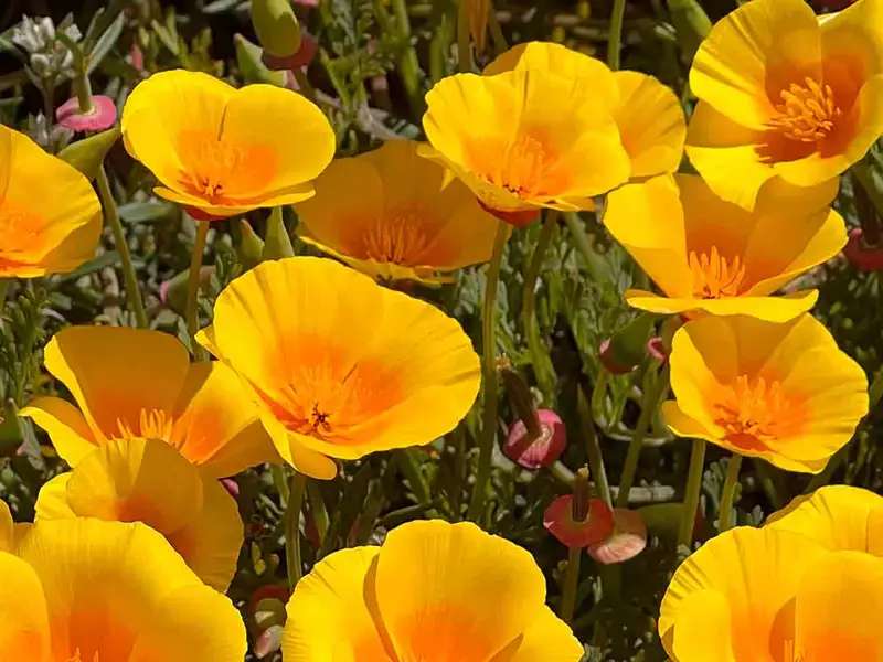 California Poppies