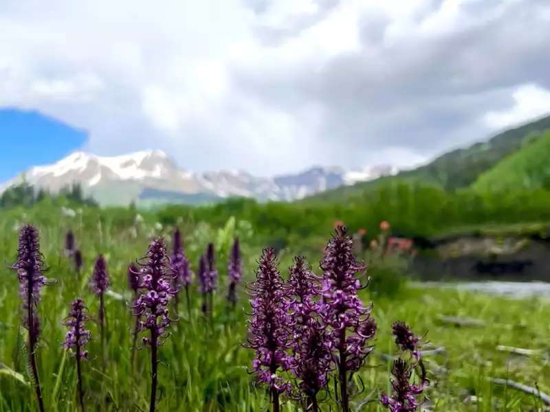 Purple pedicularis groenlandica flowers