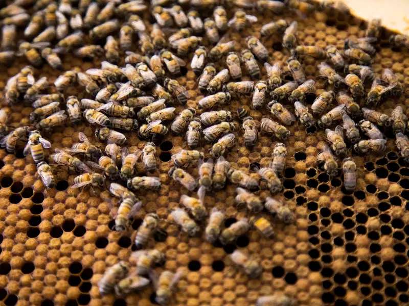 Close up of bees in a hive